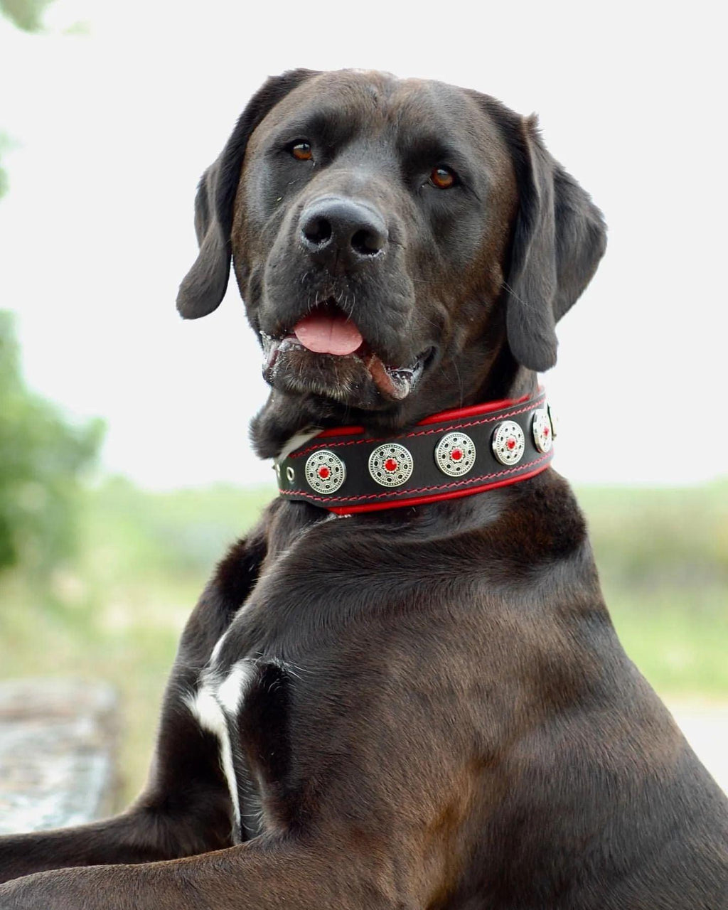 Luxe Artisanal 🐺 BIJOU COLLAR - Black & Red Edition (Fait Main en Europe)