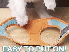 Harnais Anti‑Fuite pour Chat avec Laisse - Gilet Réfléchissant et Respirant - Confort & Sécurité pour Promenade