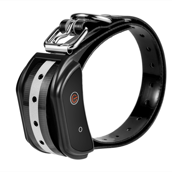 collier de dressage pour chien