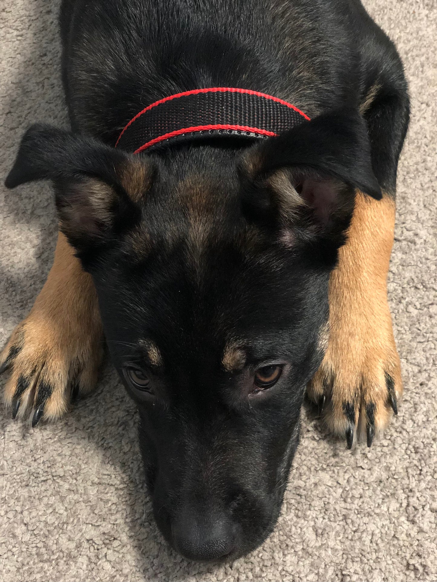 Réglable : S’adapte facilement à la morphologie de votre chien pour un confort optimal