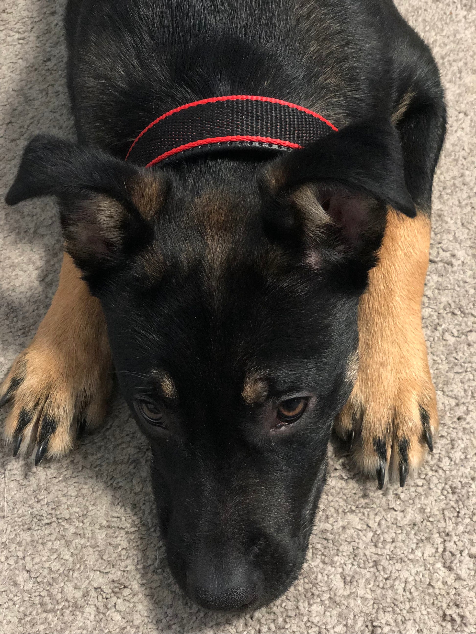 Réglable : S’adapte facilement à la morphologie de votre chien pour un confort optimal