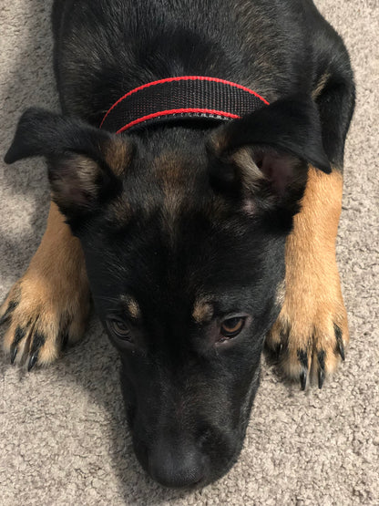 Réglable : S’adapte facilement à la morphologie de votre chien pour un confort optimal