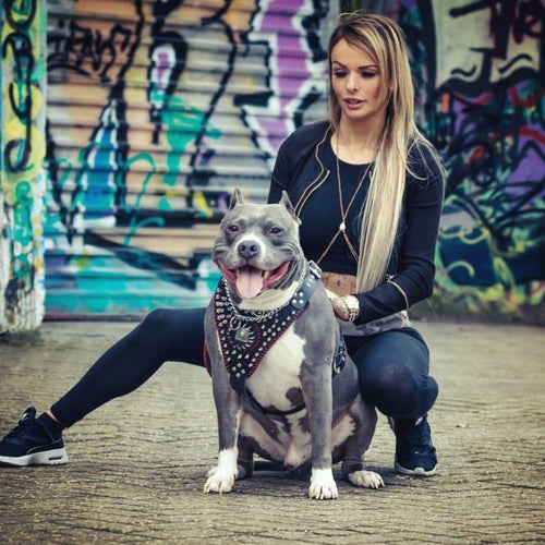DAVID™ Hand‑Stitched Harness 🖤⚔️ | Harnais Cuir 4 mm pour Chiens Puissants