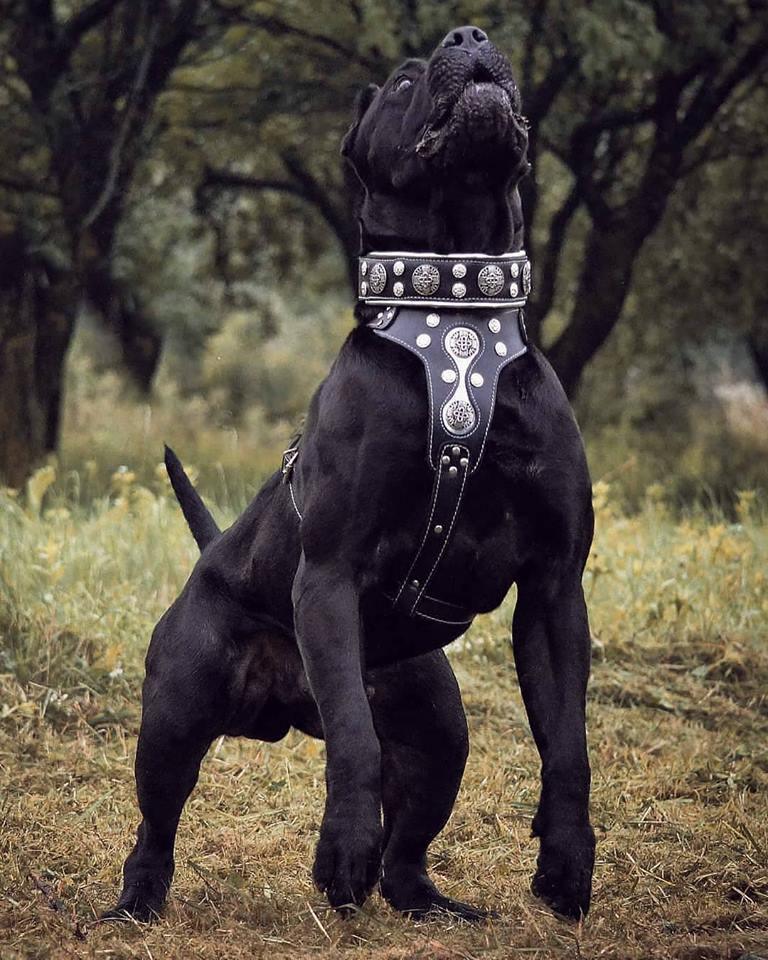 🐺 Hektor Collar - Collier Premium Noir & Argent