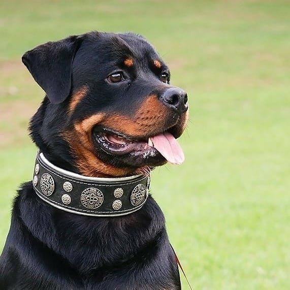 🐺 Hektor Collar - Collier Premium Noir & Argent