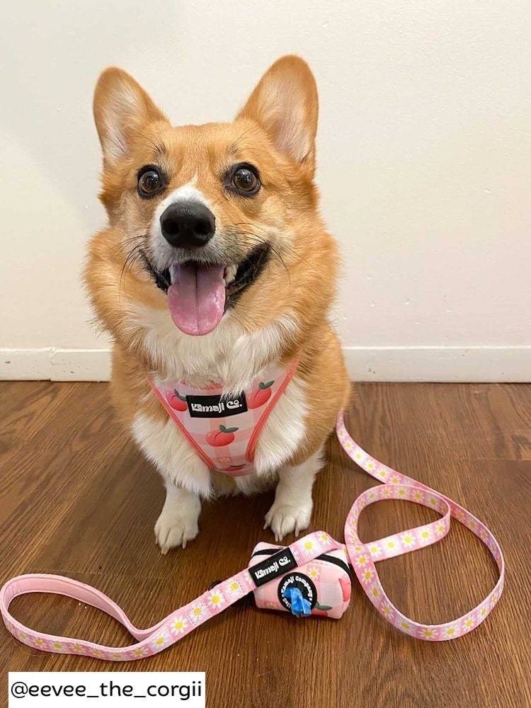 Harnais pour chien de couleur pêche