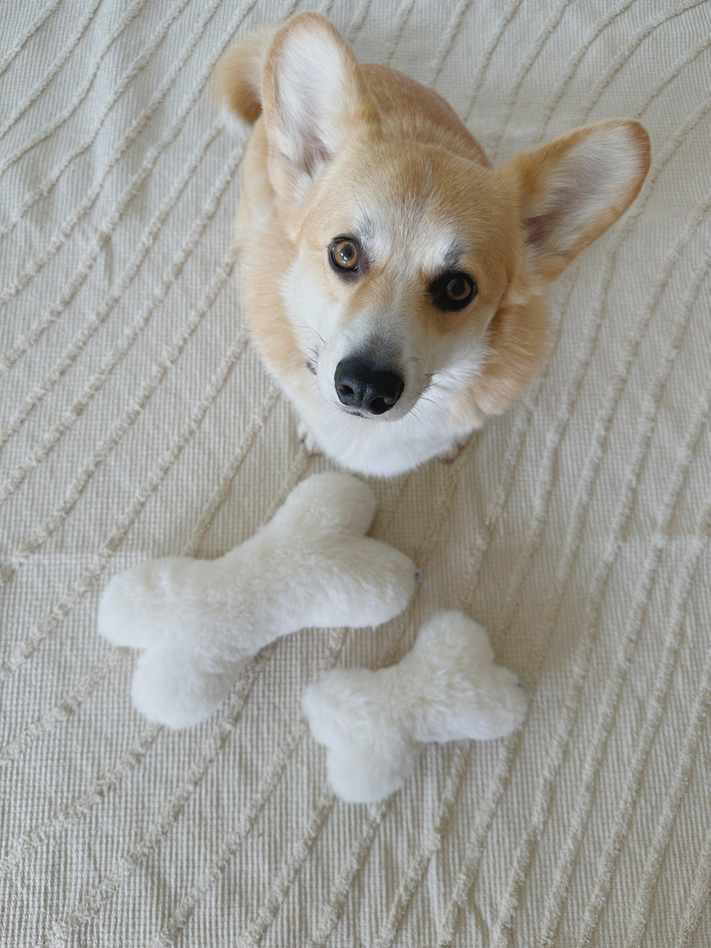 🦴✨ Natural Sheepskin Dog Toy - Bone (White)