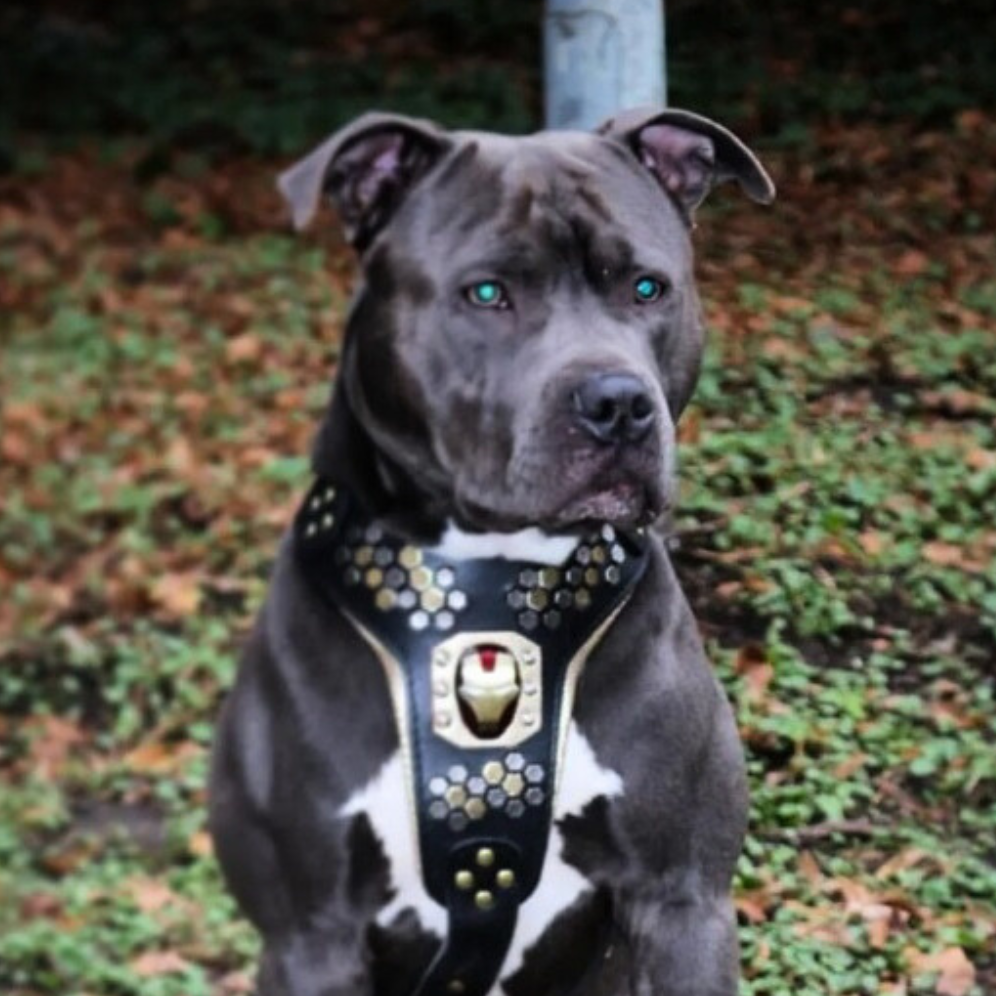 Luxe Artisanal Dog 🐺 BESTIA “Iron Dog” - Harnais Cuir Premium IronMan Edition (Fait Main en Europe)