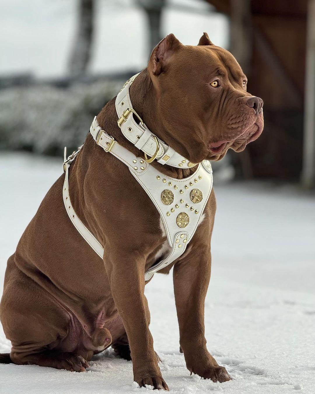 🤎 Maximus White BIG Dog SET - Harnais + Collier + Laisse | Brass Rivets