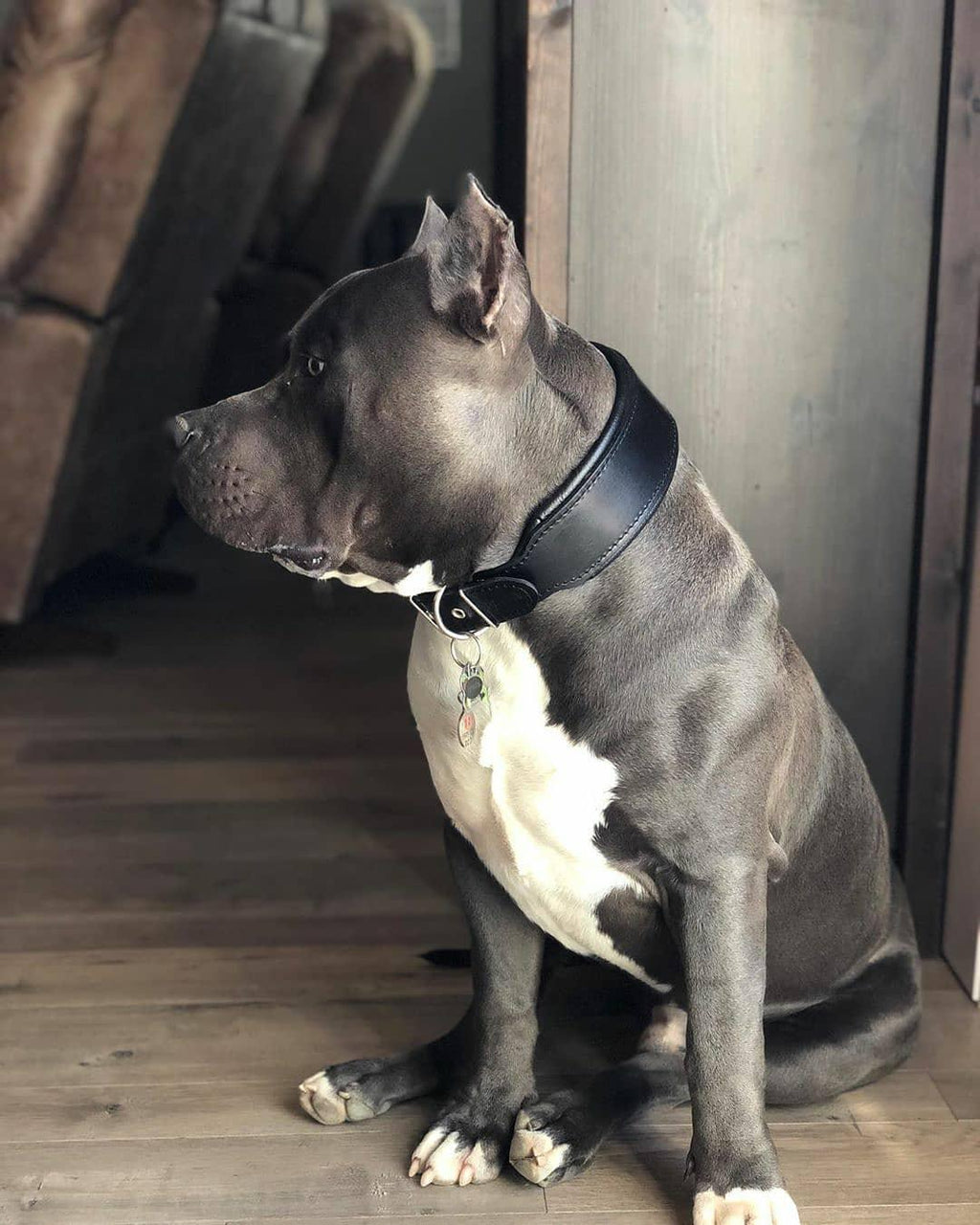 🖤✨ STYLE Collar - Black Edition