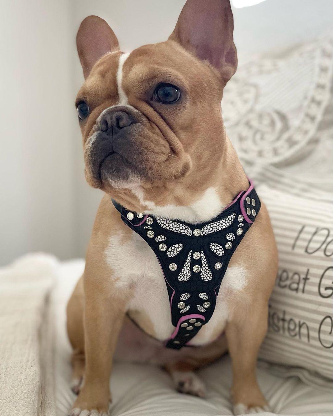 Luxe Artisanal Dog 🐶 BESTIA “Ariel” - Harnais Cuir Véritable & Glitter Premium (Fait Main en Europe)