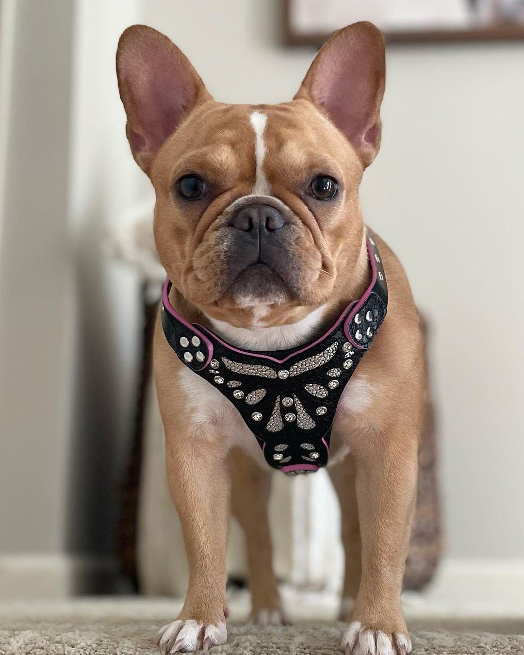 Luxe Artisanal Dog 🐶 BESTIA “Ariel” - Harnais Cuir Véritable & Glitter Premium (Fait Main en Europe)