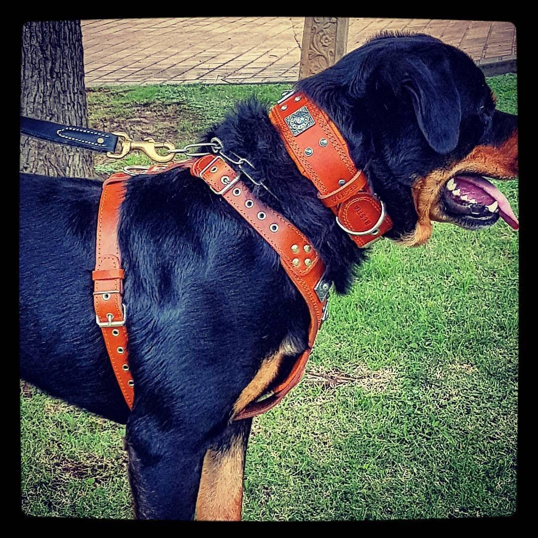 🟤🔥 “Eros” Harness - Brown