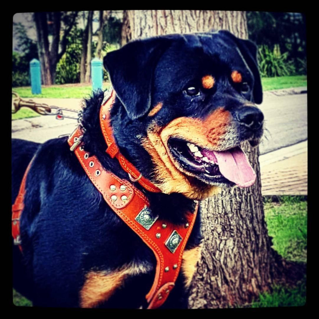 🟤🔥 “Eros” Harness - Brown