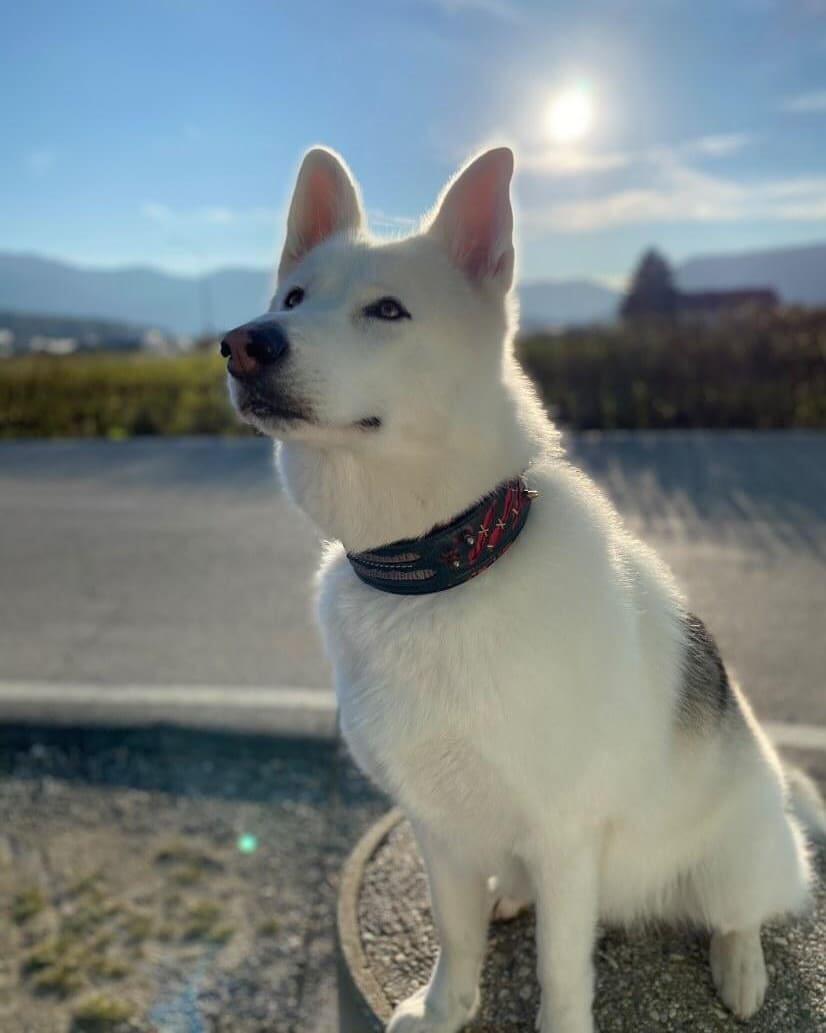 🐕‍🦺 The “Haunted” Collar - Limited Edition