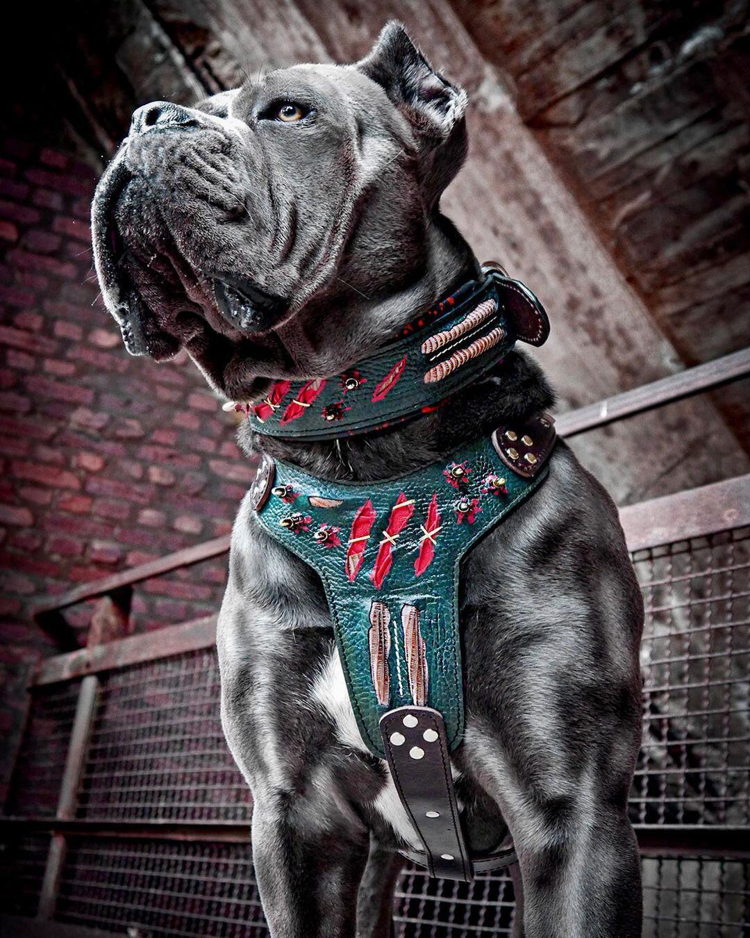 Luxe Artisanal Dog 🐺 HAUNTED HARNESS - Halloween Limited Edition (Fait Main en Europe)