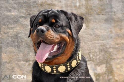 Luxe Artisanal Dog 🐺 MAXIMUS COLLAR - Black & Gold Edition (6.5 cm / 2.5”) - Fait Main en Europe