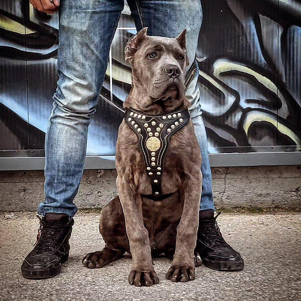 🐺 Harnais BESTIA “Maximus” V2 - Cuir Premium & Finition Laiton (Fait main en Europe)