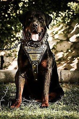 🐶 BESTIA COLLARS® - Harnais “Metal” en Cuir Italien & Plaques Personnalisées (Fait Main en Europe)