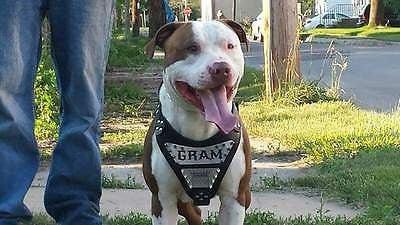 🐶 BESTIA COLLARS® - Harnais “Metal” en Cuir Italien & Plaques Personnalisées (Fait Main en Europe)