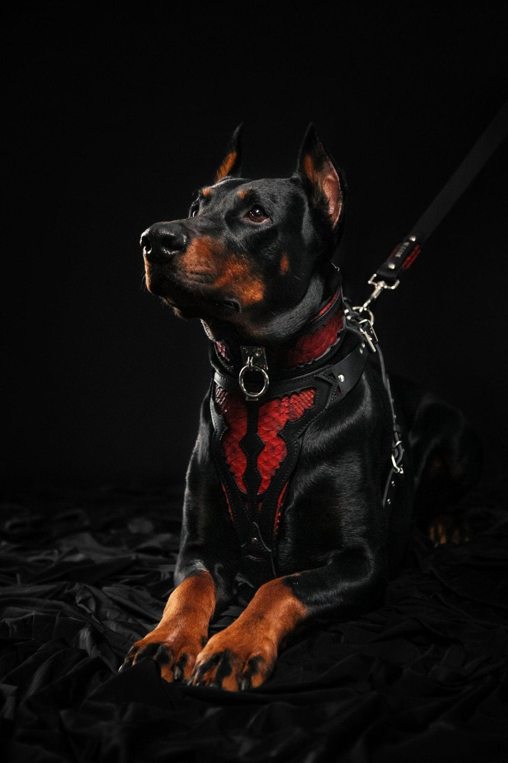 Luxe Artisanal Dog 🐺 BESTIA “Red Dragon” - Harnais Cuir Python Rouge Premium (Fait Main en Europe)