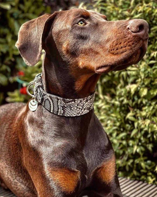 🐍 Rock Python Collar - Cuir Python Print & Soft Cushion | S–XXL
