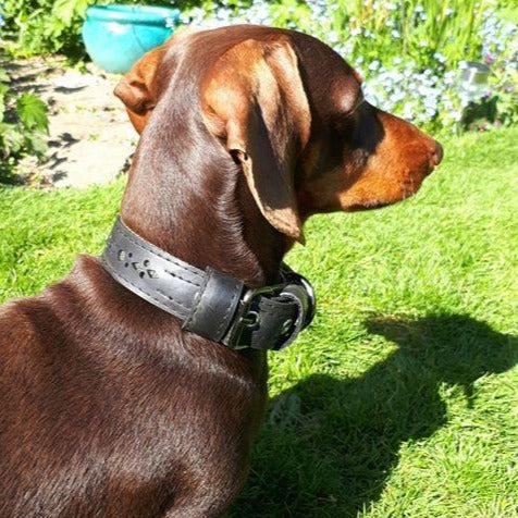 Eco‑Friendly/Vegan Premium 🐶 Collier Vegan Upcyclé - Caoutchouc Recyclé & Laiton Massif (Eco‑Friendly & Fait Main)