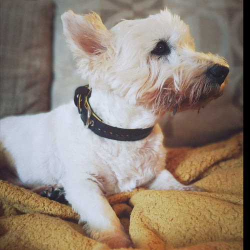 Eco‑Friendly/Vegan Premium 🐶 Collier Vegan Upcyclé - Caoutchouc Recyclé & Laiton Massif (Eco‑Friendly & Fait Main)