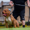 Tactical Premium 🐶 Laisse BESTIA Dog Sport - Double Poignée, Ultra Heavy Duty (Noir)