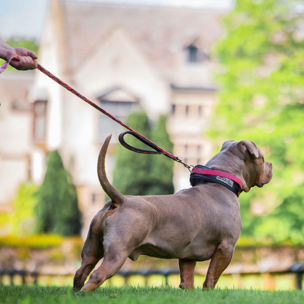 Tactical Premium 🐺 BESTIA DOG SPORT - Laisse Double Poignée Red Camo (Ultra‑Résistante)