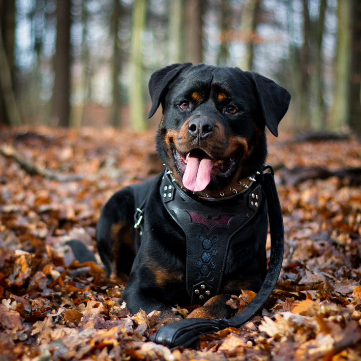🦇 BESTIA “BATDOG” Harnais - Inspiré de Batman | Harnais Premium en Cuir pour Chiens Puissants | Confort & Contrôle | Fait Main en Europe